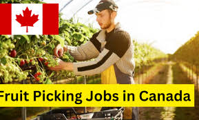 Fruit Picking Jobs Canada